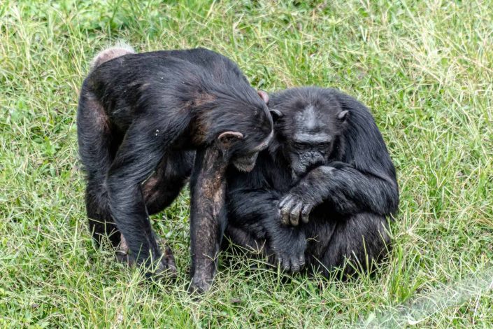 A thoughtful looking chimpanzee is sitting while the other one is looking and trying to understand