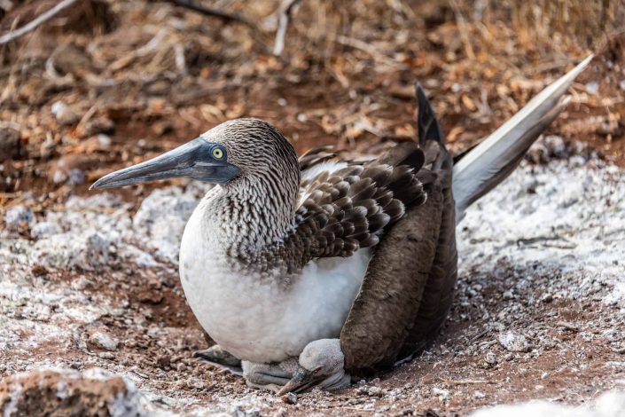 Blue footed booby looking after chics in their nest on the ground