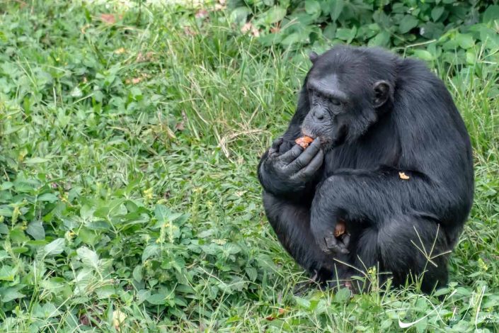 Chimpanzee busy enjoying eating a fruit