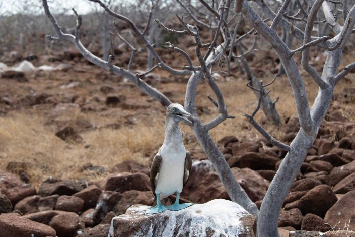 Blue footed booby by a tree