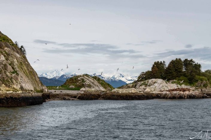 Scenic photo of birds flying around with snow-capped mountains in the background