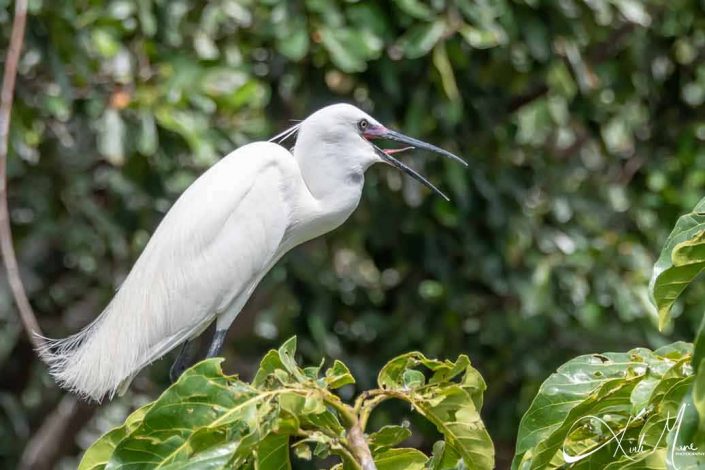 Beautiful photo of a great white egret with its tongue sticking out