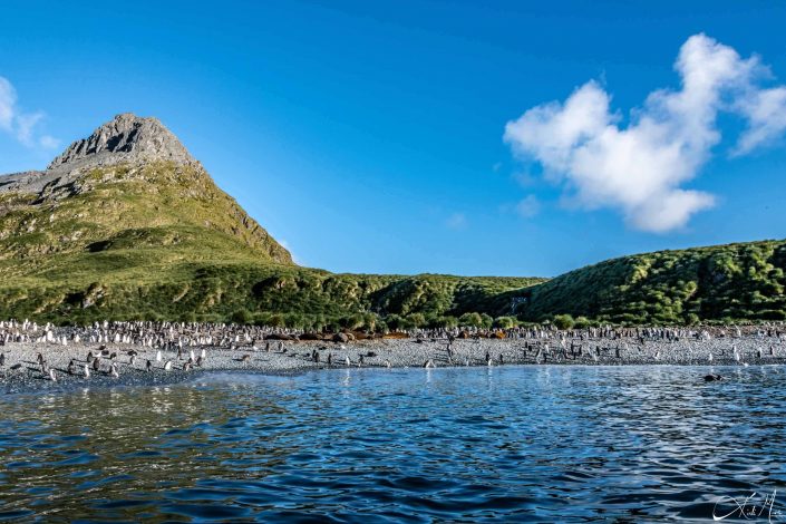 Beautiful landscape in South Georgia with blue sea waters along with elephant seals and penguins on the beach