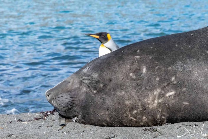 Best close-up of a elephant seal sleeping on the beach with a king penguin passing behind it