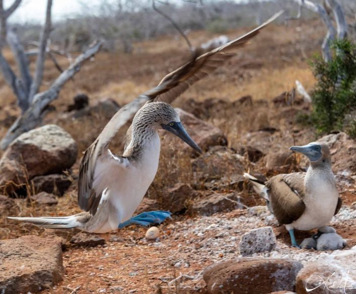 Blue footed booby jumping with a nestled booby in the background along with the chics