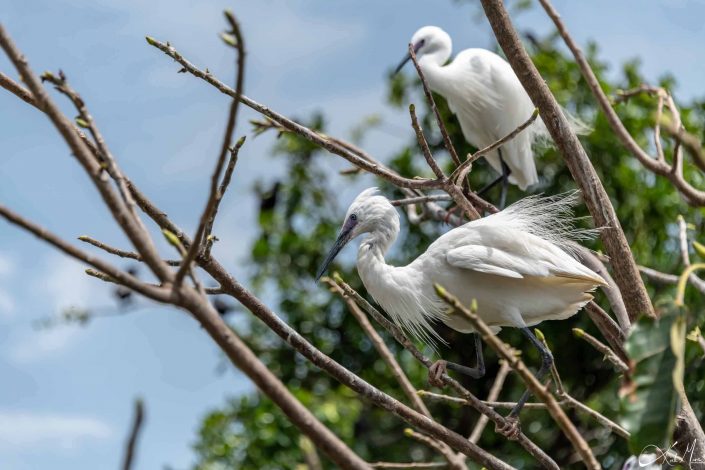 Beautiful photo of two great white egrets on a tree