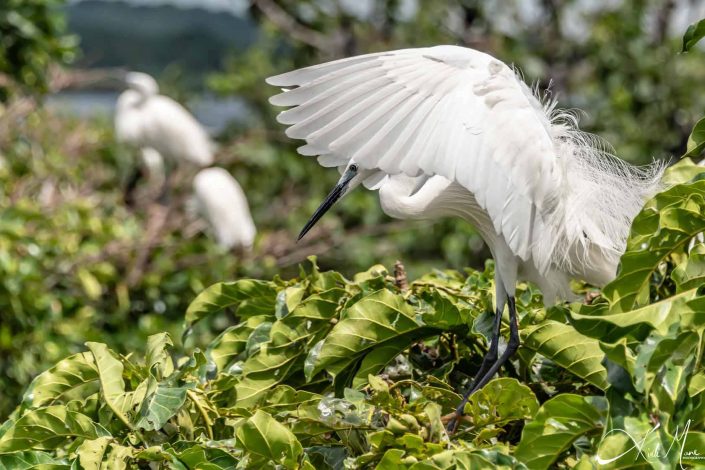 Beautiful photo of a great white egret with its wings covering its face like a veil