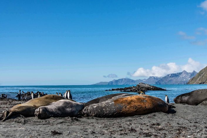 Best scenic photo of elephants seals sleeping on the beach along with king penguins walking by and beautiful blue sea waters in the background