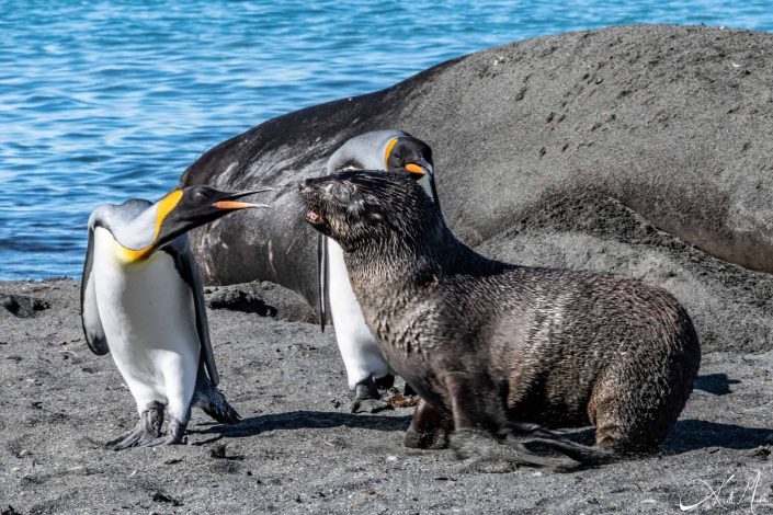 Rare photo of a king penguin and a seal having a fight or a spat, with elephant seal sleeping in the background