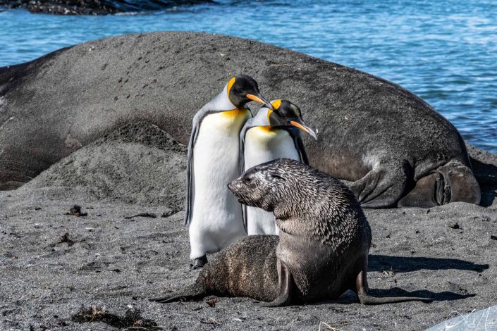 Rare photo of a two king penguins keenly observing a seal stretching (reminds you of a yoga class), with elephant seal sleeping in the background