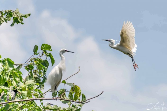 Beautiful photo of a great white egret just before landing on a tree branch