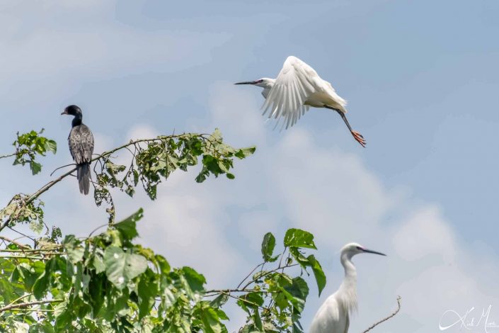 Beautiful photo of a great white egret just before landing on a tree branch