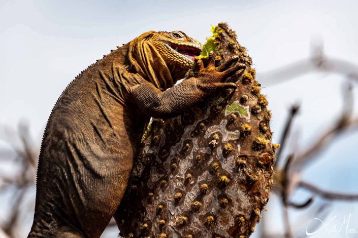 Iguana eating cactus