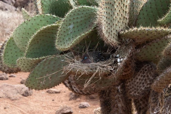 Dove nestling in a cactus tree in Galapagos