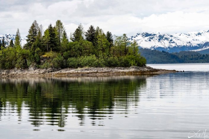 Beautiful reflection of conical trees on a rock with snow capped mountains in the background