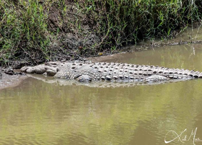 White crocodile in the water