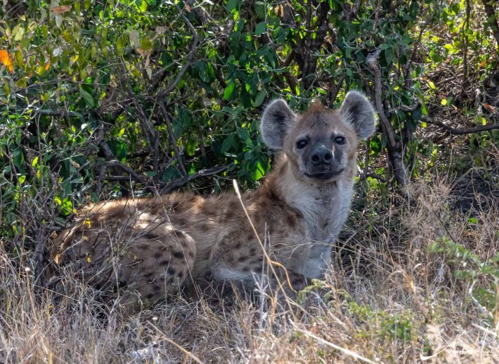 Hyena sitting in the bushes to avoid scorching heat