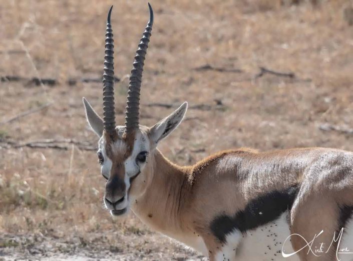 Beautiful headshot of a gazelle