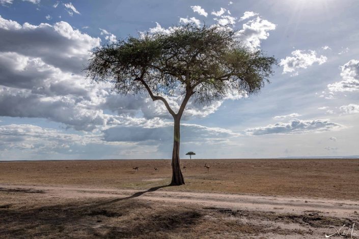 Scenic photo of a tree in the foreground along with a tree faraway in the background and some gazelles grazing