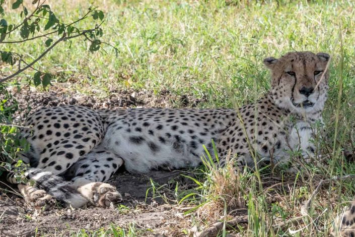 Cheetah resting in shade