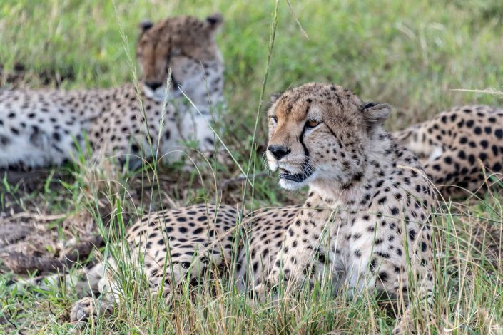 Group of cheetahs resting with focus on the front one which is looking sideways