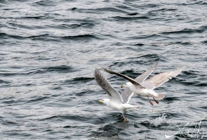 Two seagulls flying close to water surface