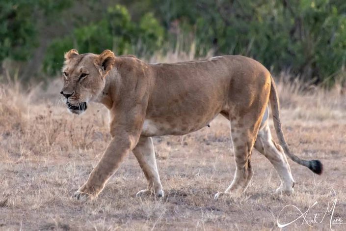 Majestic lioness walking