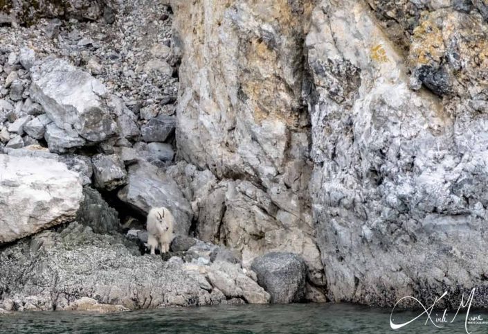 Beautiful photo of a white mountain goat by the edge of the mountain near water