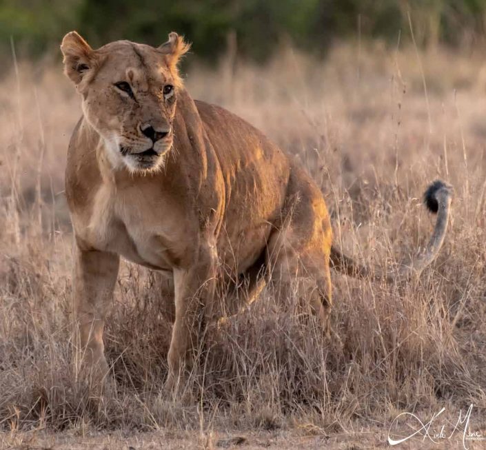 Great photo of a lioness who is all alert and ready for action