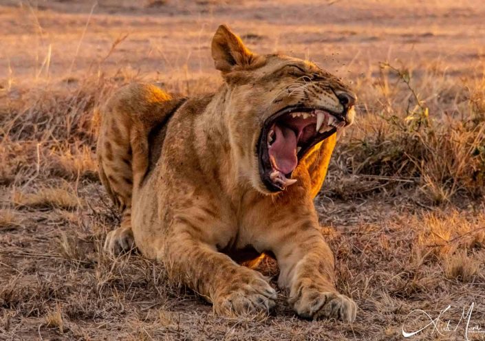 Best close-up photo of a lioness with open mouth, all teeth are clearly visible