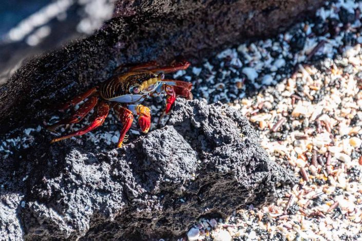 Cute photo of a red crab hiding beneath a rock on a beach