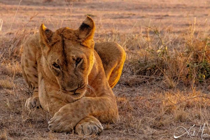 Beautiful photo of a lioness sitting on the ground with forelimbs crossed in the front and looking at you with a tilted head