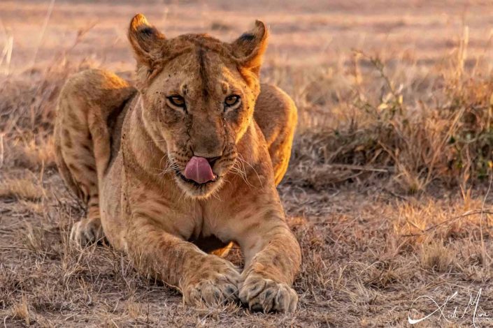 The best photo of a lioness, She is sitting on the ground, alert and ready for her next meal. Has her tongue sticking out licking her face and just touching her nose