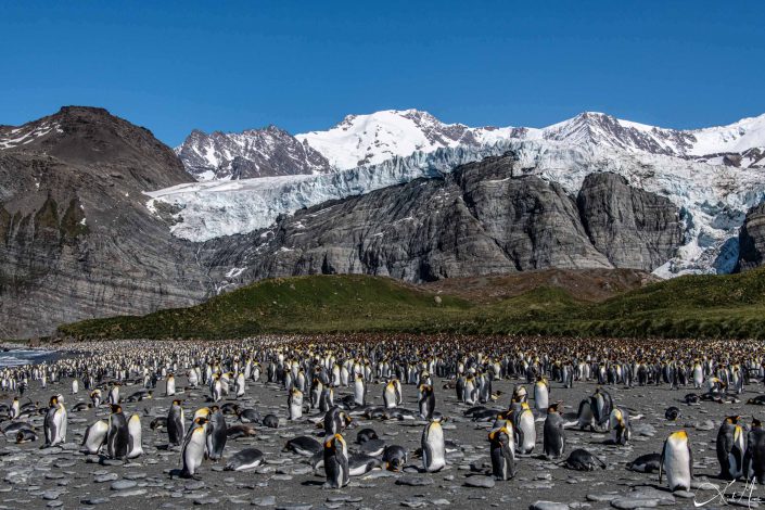 Beautiful photo of hundreds of king penguins crowded at a rookery in South Georgia with snow capped mountains in the background