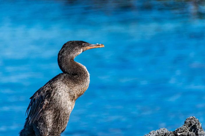 Flightless cormorant with blue eyes looking at the deep blue sea