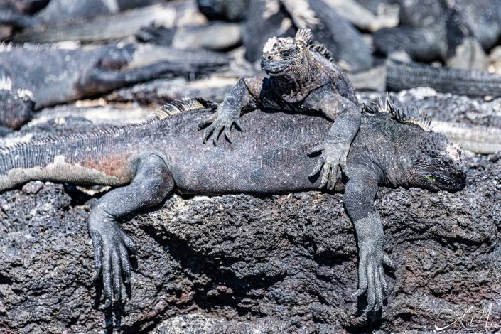 Big iguana lying on the rock with another one just lying on top of it using it like a cushion