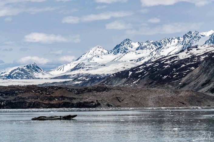 A glacier along with snow capped grey-green mountains with grey-silvery waters in the front