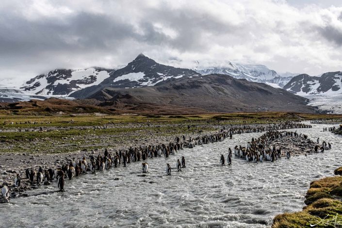 Beautiful photo of hundreds of king penguins crowded at a rookery in South Georgia with snow capped mountains in the background