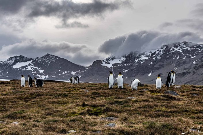 Scenic photo of king penguins on a mountain with beautiful snow capped mountains in the background