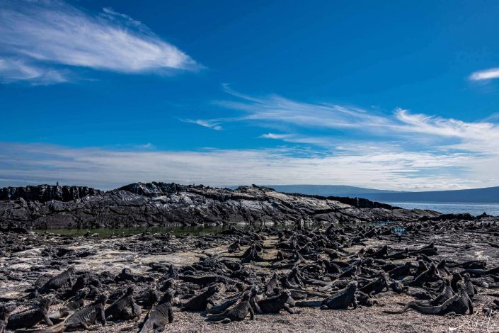 Hundreds of iguanas on a beach piled up with blue skies and sea