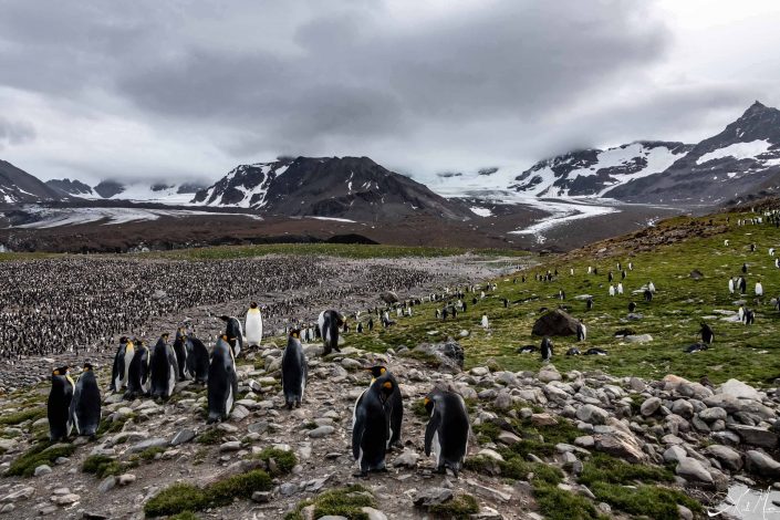 Beautiful photo of thousands of king penguins crowded at a rookery in South Georgia with snow capped mountains in the background