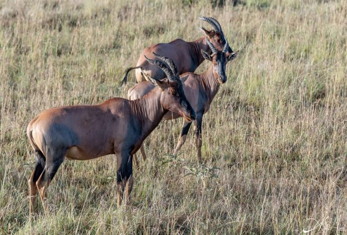 Photo of 3 Topis in Kenya