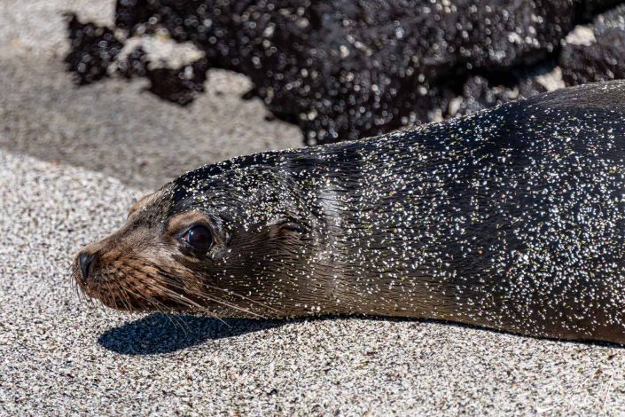 Cute photo of a young seal covered in sand by the beach, looks like it is covered in confetti