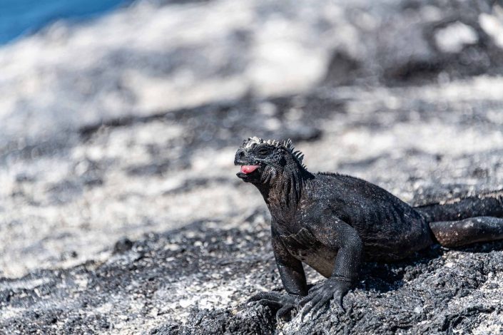 Marine iguana sticking its tongue out