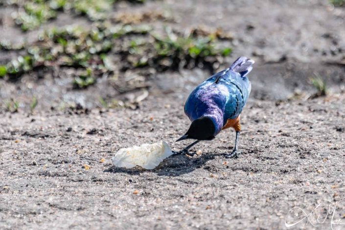 Photo of a curious starling bending and examining a piece of paper