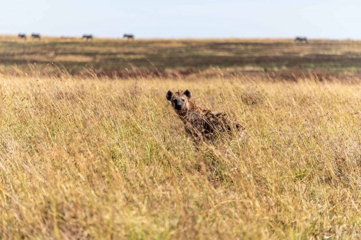 Hyena looking at you through long grass, Kenya