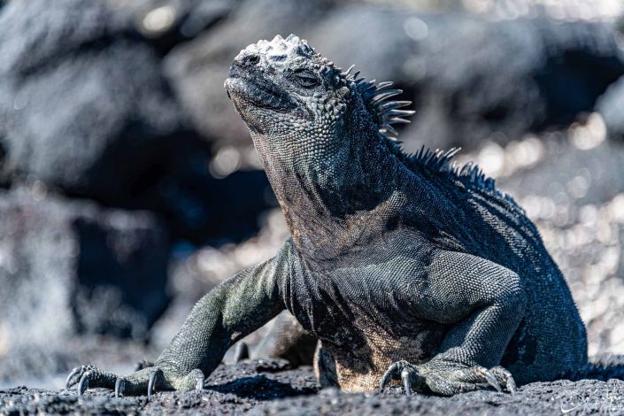 Marine iguana close-up in a majestic pose