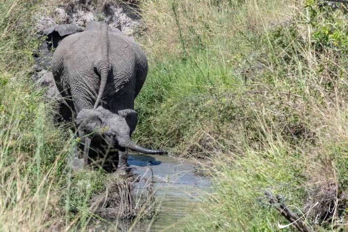 Baby elephant playing in water with mother elephant's back in the background