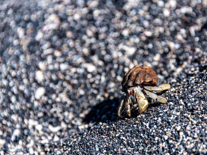 Close-up of a hermit crab on a beach