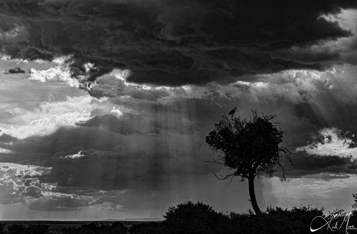 Dramatic black & white photo with sun rays coming through cloudy sky and a Marabou stork sitting on a top of a tree which is shaped like a heart